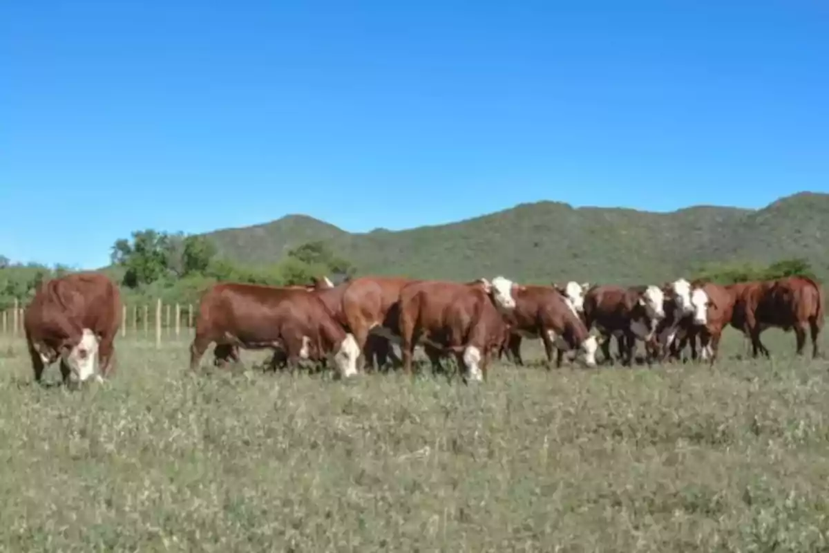 Un grupo de vacas pastando en un campo verde con montañas al fondo bajo un cielo despejado Un grupo de vacas pastando en un campo verde con montañas al fondo bajo un cielo despejado