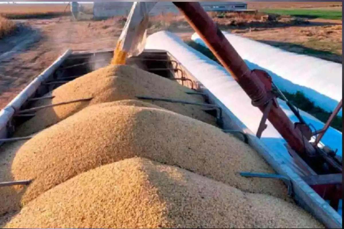 Cosecha de granos siendo descargada en un camión en un campo agrícola