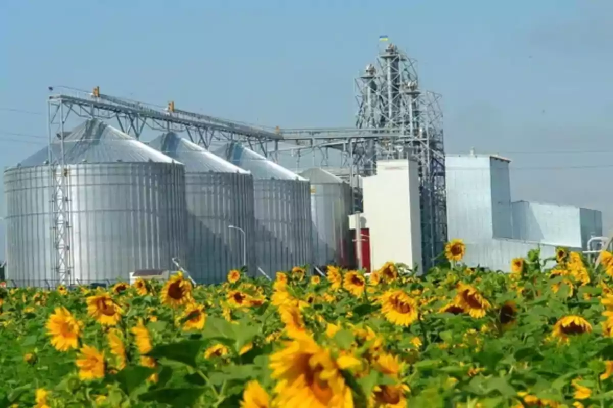 Campo de girasoles frente a una planta industrial con silos metálicos bajo un cielo despejado