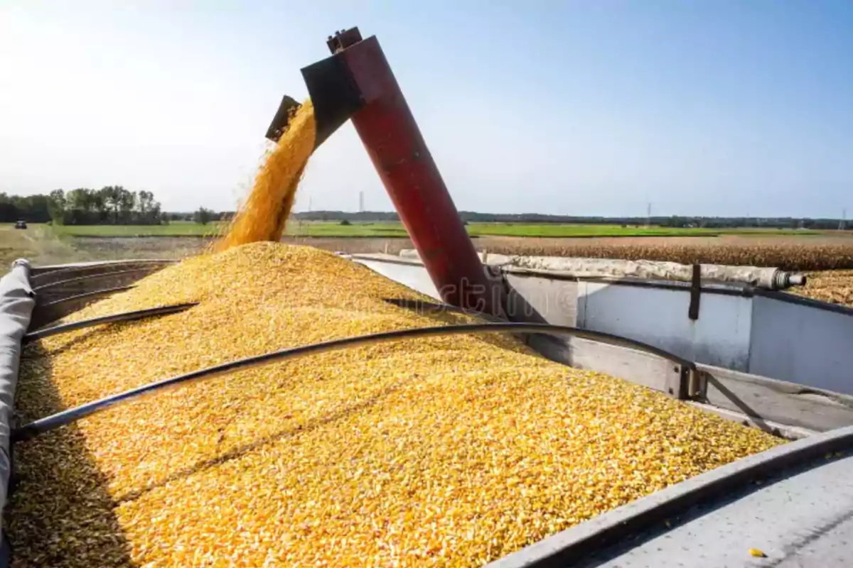 Corn harvest being unloaded into a truck in an agricultural field under a clear sky Corn harvest being unloaded into a truck in an agricultural field under a clear sky