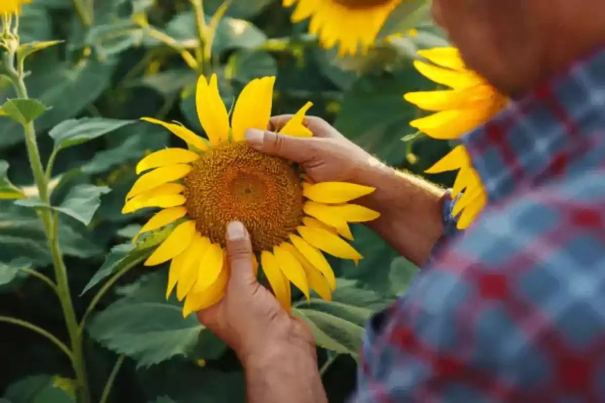 Persona sosteniendo un girasol grande en un campo lleno de plantas verdes y flores amarillas Persona sosteniendo un girasol grande en un campo lleno de plantas verdes y flores amarillas