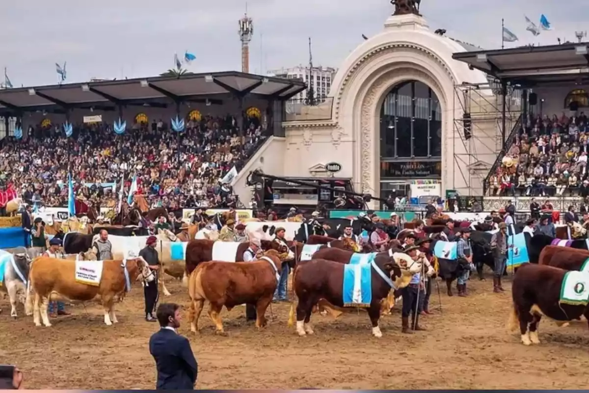 Livestock exhibition at a rural fair with spectators in the stands and a large architectural structure in the background
