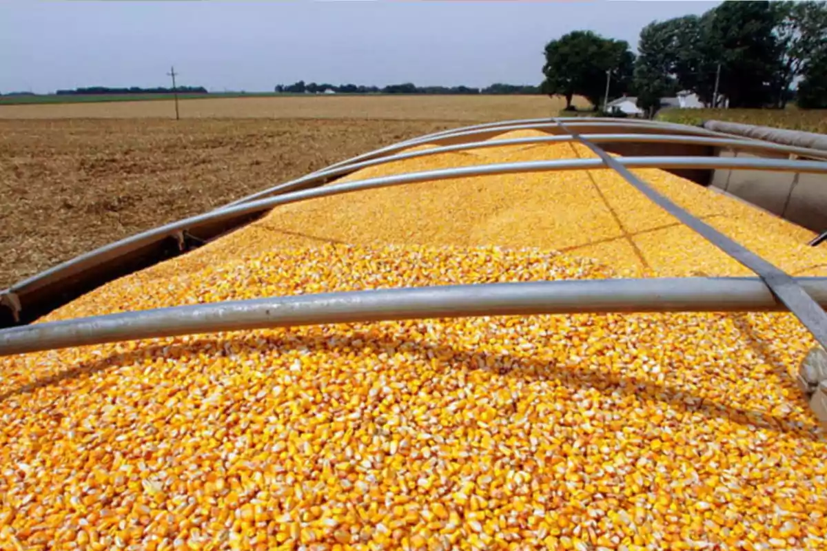 Yellow corn kernels filling a trailer in an agricultural field Yellow corn kernels filling a trailer in an agricultural field