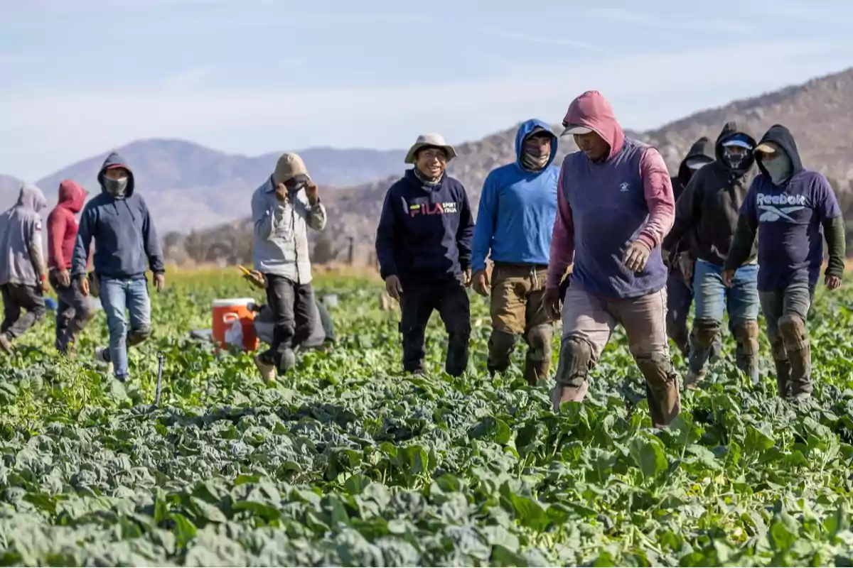 A group of farm workers walks among green crops in a field surrounded by mountains under a clear sky.
