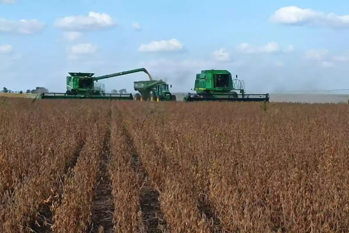 Cosechadoras y tractor trabajando en un campo de soja bajo un cielo azul con nubes dispersas