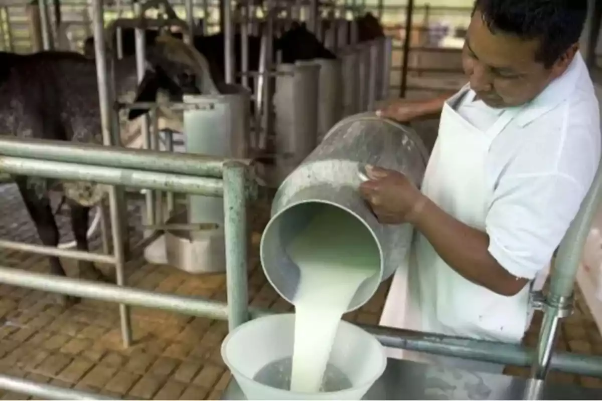 Hombre con delantal blanco vertiendo leche fresca de un recipiente metálico en un embudo dentro de una lechería con vacas al fondo Hombre con delantal blanco vertiendo leche fresca de un recipiente metálico en un embudo dentro de una lechería con vacas al fondo