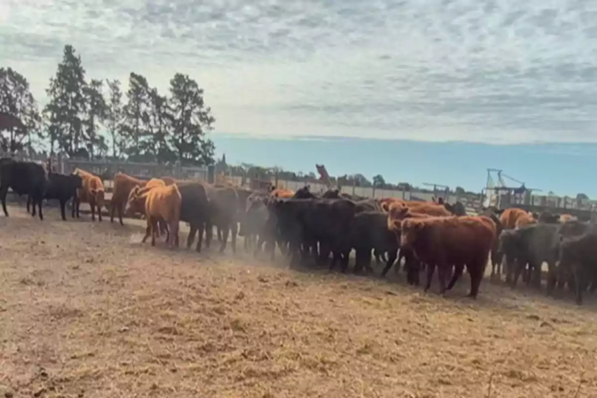 A group of cows of different colors gathered in an outdoor corral with trees and a cloudy sky in the background