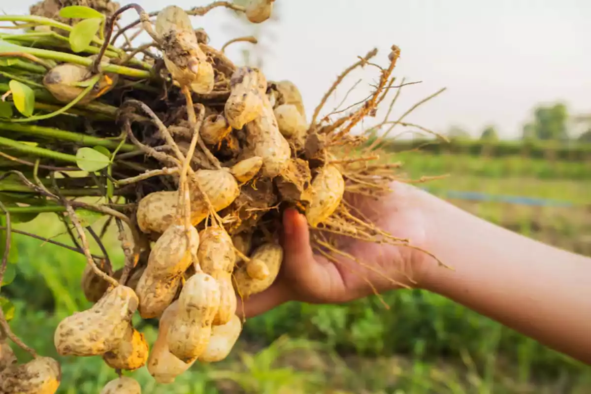 Mano sosteniendo una planta de cacahuates recién cosechados en un campo Mano sosteniendo una planta de cacahuates recién cosechados en un campo