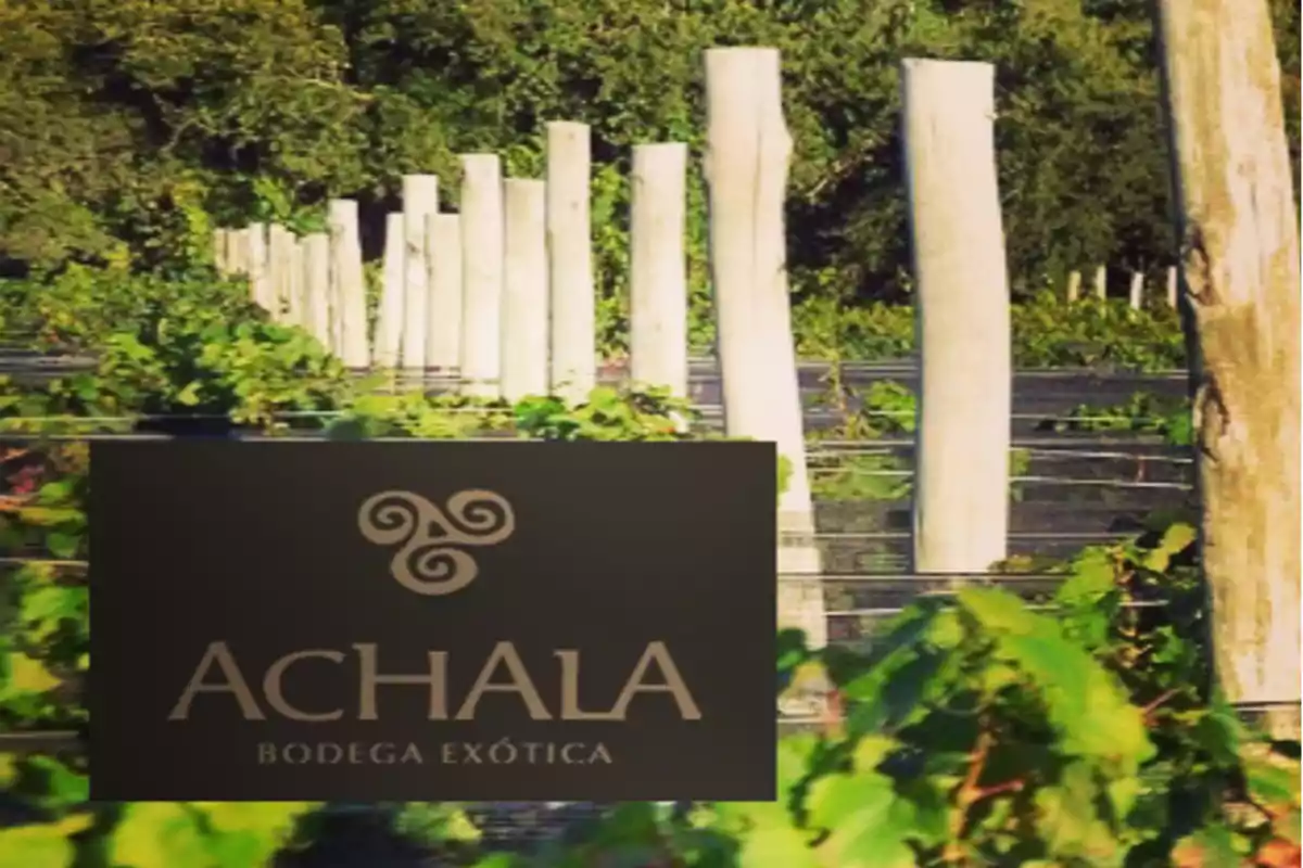 Viñedo con postes de madera y vegetación verde al fondo, con un logotipo en primer plano que dice Achala Bodega Exótica