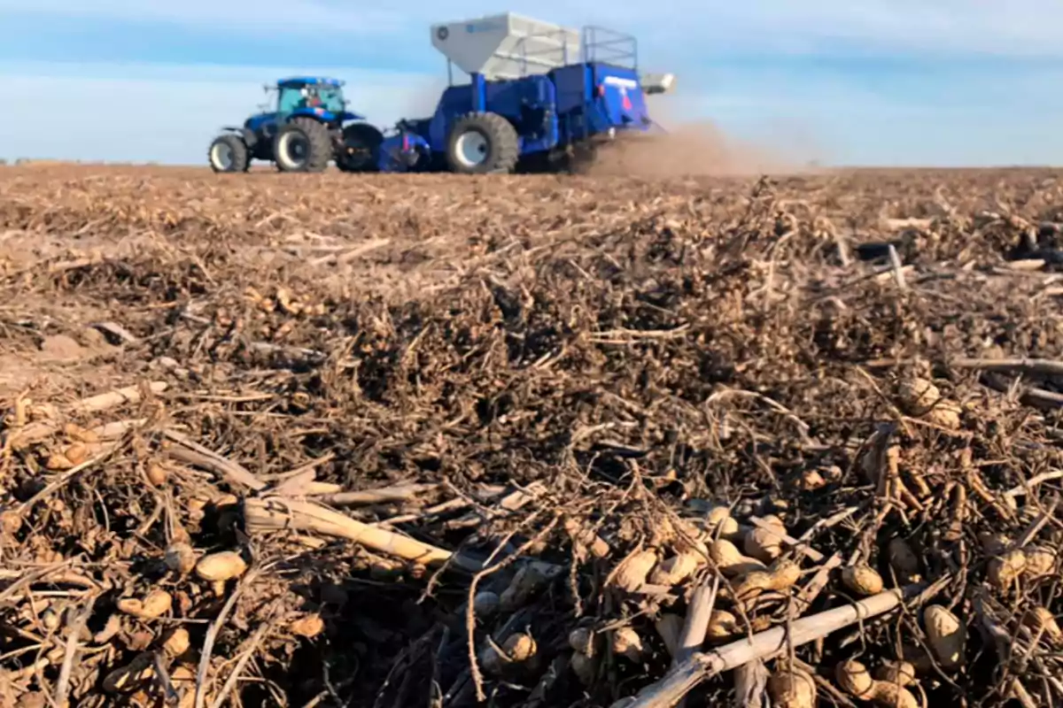 Peanut harvest in a field with a blue agricultural machine working in the background