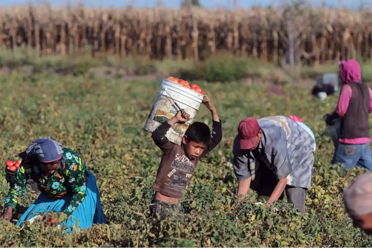 People working in an agricultural field harvesting tomatoes, including a child carrying a bucket full of tomatoes on their shoulders.