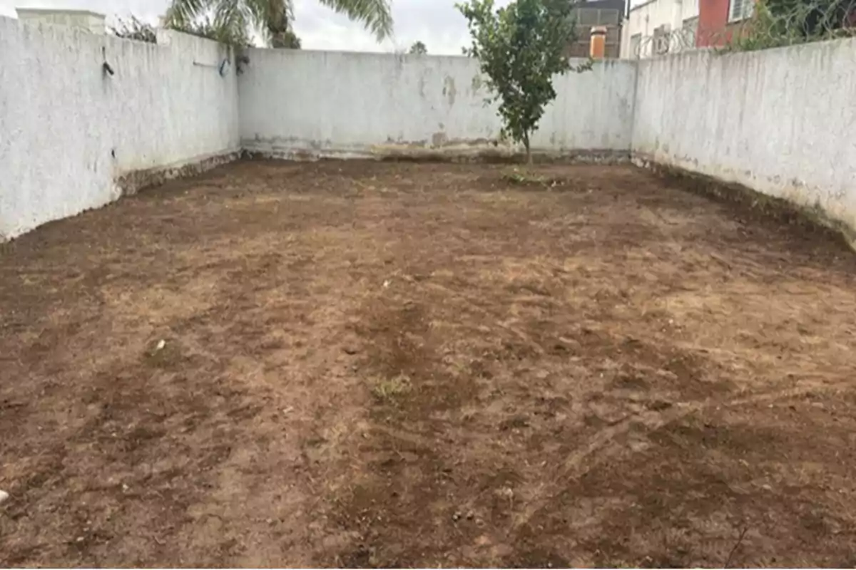 Dirt patio enclosed by white walls with a single small tree in the back. Dirt patio enclosed by white walls with a single small tree in the back.