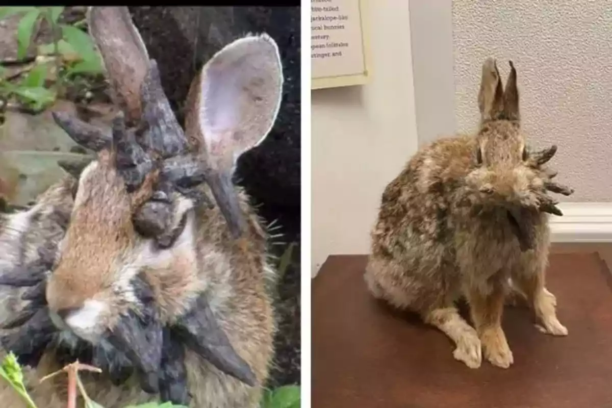 Two rabbits with dark, hard growths on their faces and heads, one in the wild and the other taxidermied on display.