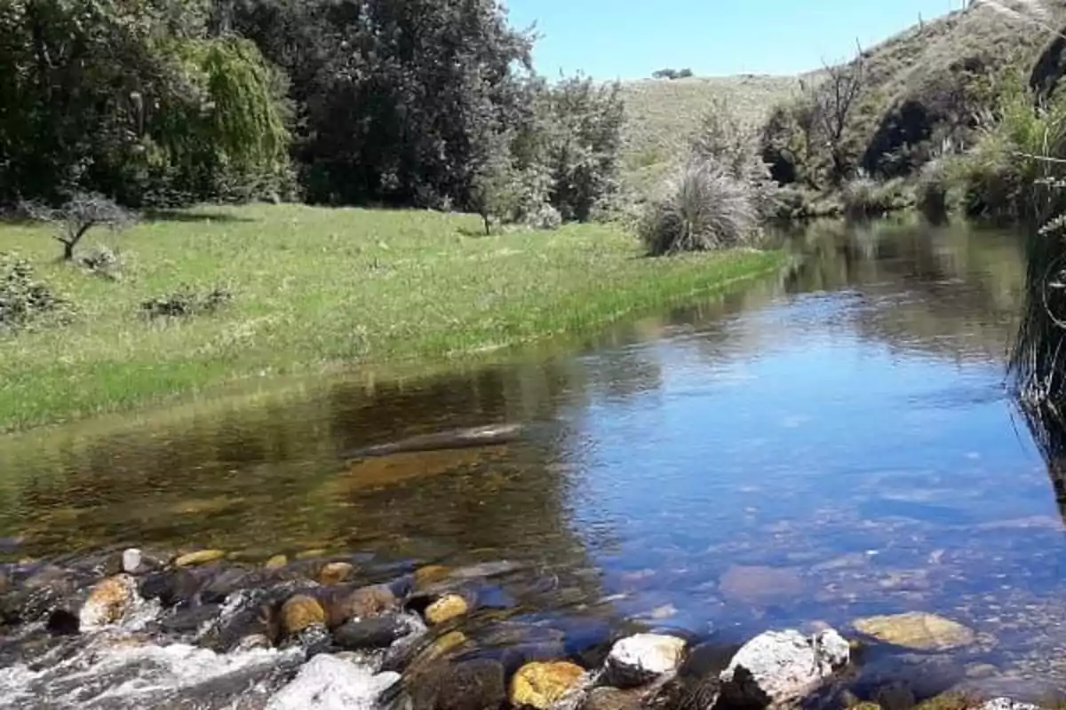 Crystal-clear river surrounded by vegetation and stones under a clear sky Crystal-clear river surrounded by vegetation and stones under a clear sky
