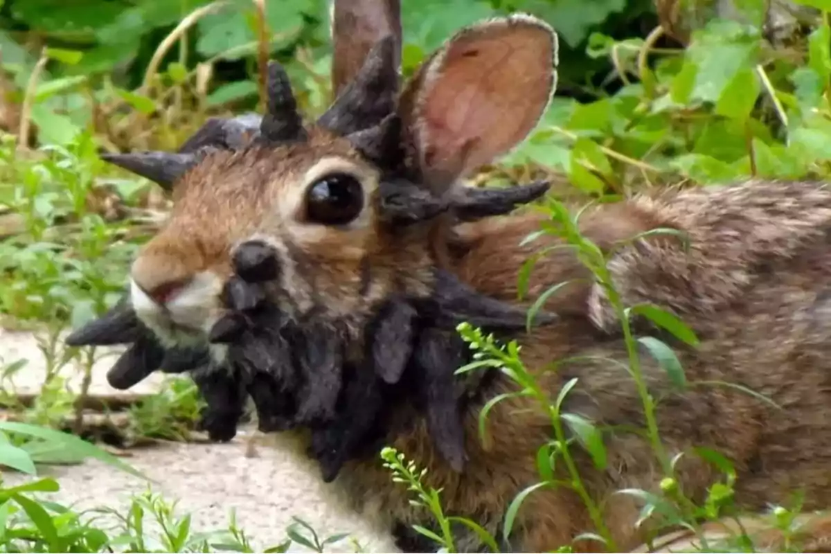 Un conejo con crecimientos oscuros y extraños en la cabeza y el rostro rodeado de vegetación verde. Un conejo con crecimientos oscuros y extraños en la cabeza y el rostro rodeado de vegetación verde.