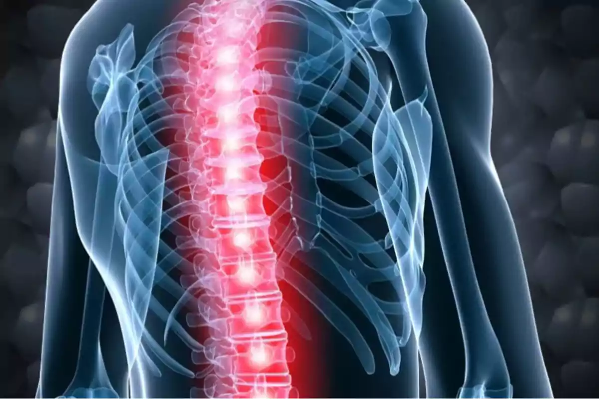 Digital X-ray of a human torso showing the spine highlighted in red indicating pain or inflammation Digital X-ray of a human torso showing the spine highlighted in red indicating pain or inflammation