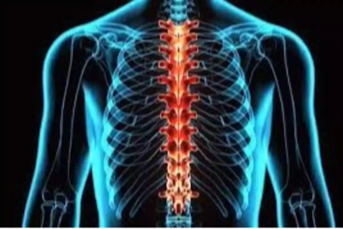 Digital X-ray showing the spine highlighted in red and the ribs in blue