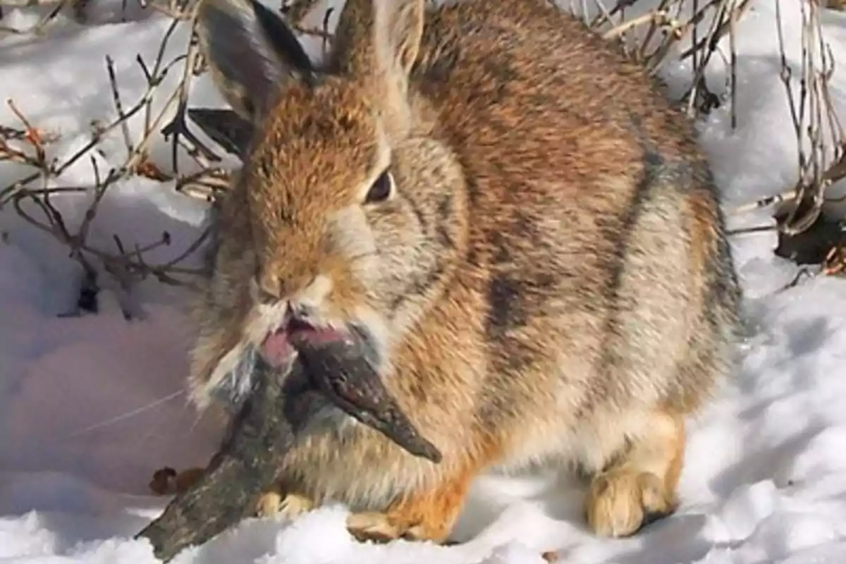 Un conejo en la nieve sostiene un ave muerta en su boca Un conejo en la nieve sostiene un ave muerta en su boca