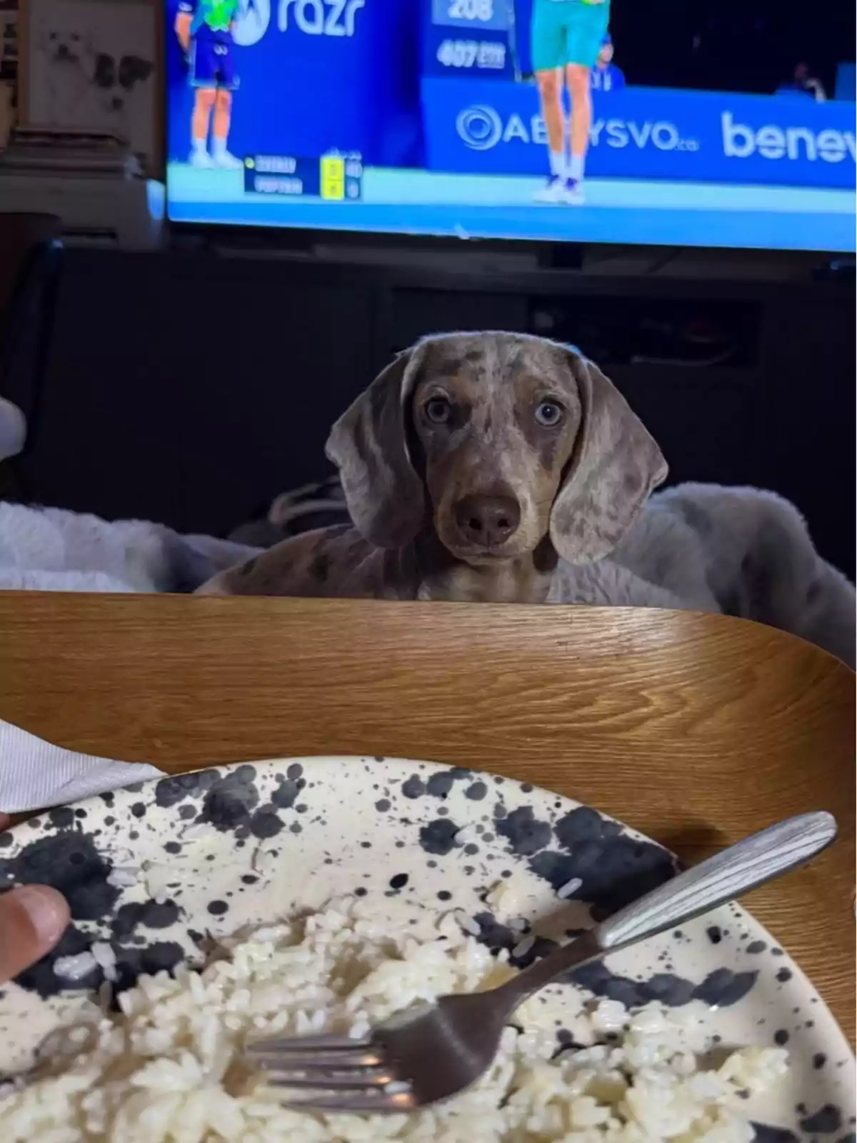 Un perro de pelaje moteado mira fijamente hacia un plato de arroz mientras al fondo se ve un partido de tenis en la televisión Un perro de pelaje moteado mira fijamente hacia un plato de arroz mientras al fondo se ve un partido de tenis en la televisión