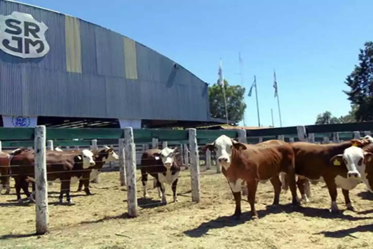 Cows in a corral in front of a shed with the SRJM logo on a sunny day