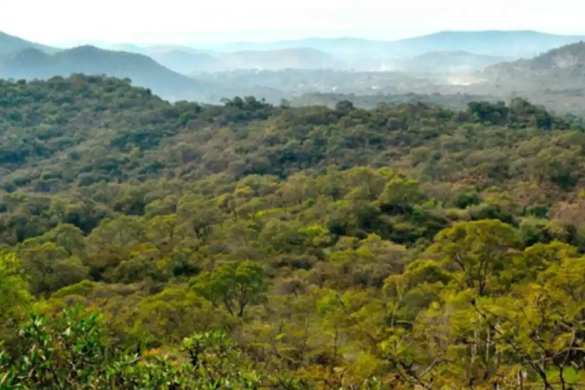Panoramic view of a vast forest with tree-covered hills and mountains in the background under a clear sky