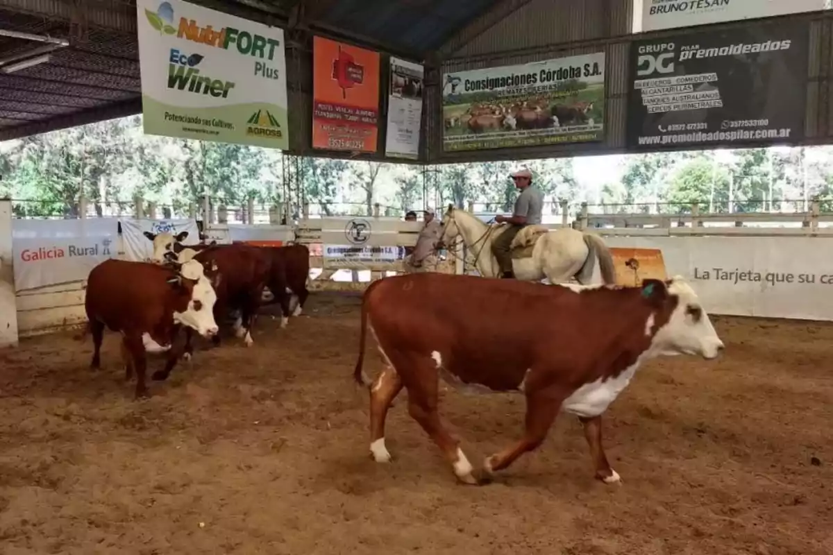 Several Hereford cattle walk inside a covered corral while a man on horseback watches them.