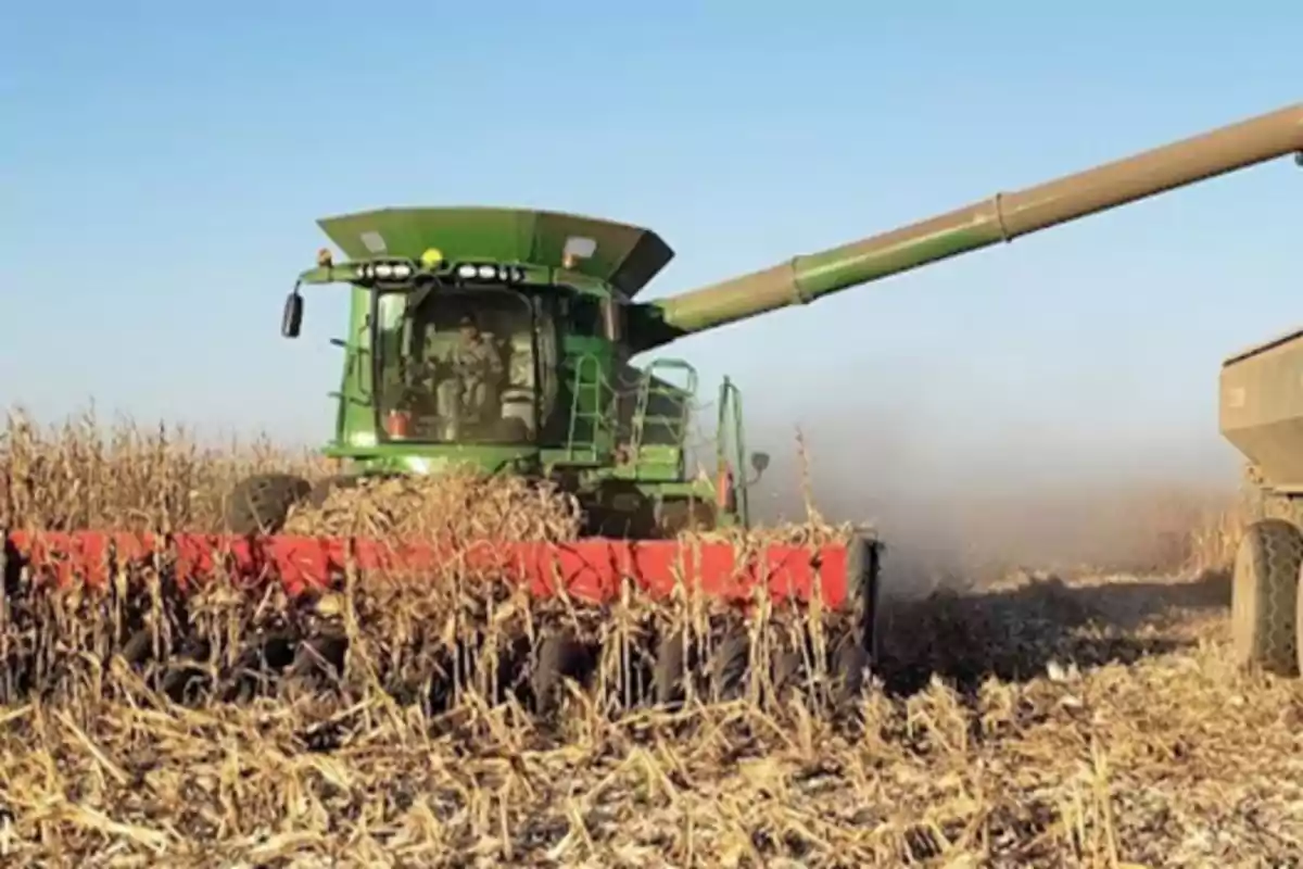 Green harvester working in a cornfield under a clear sky Green harvester working in a cornfield under a clear sky