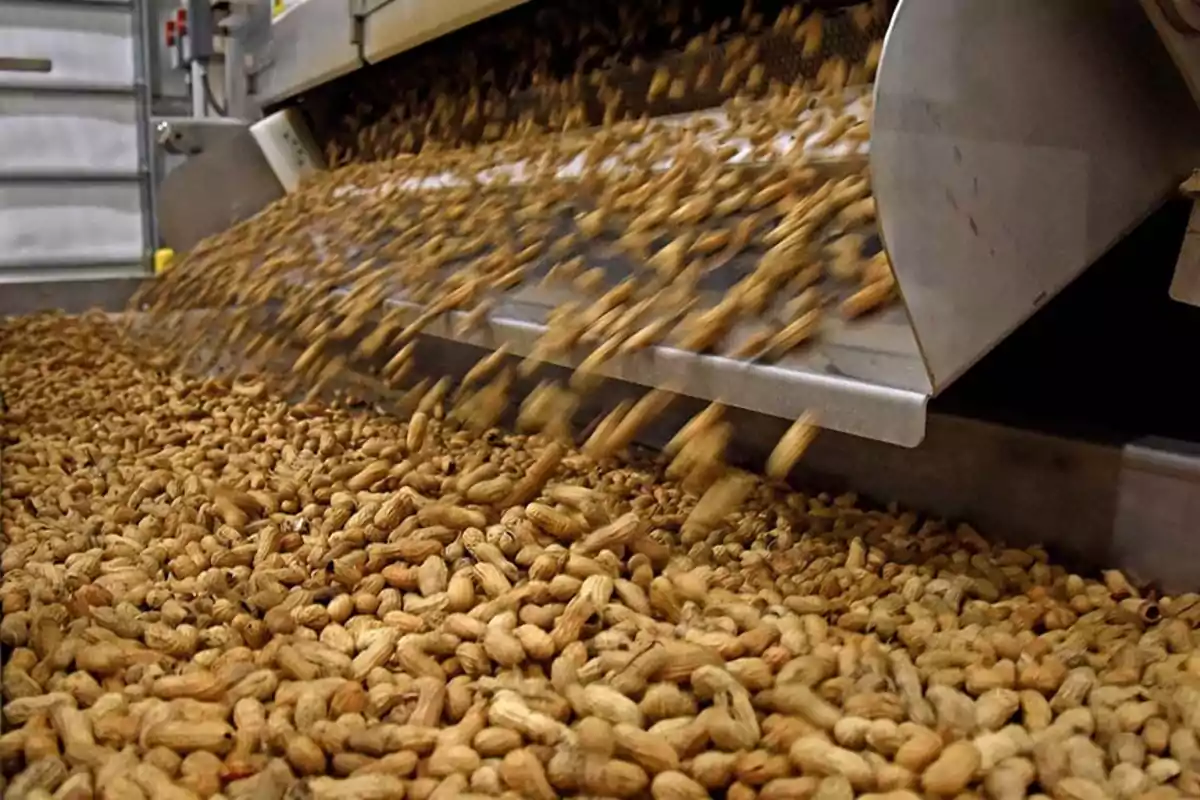 Cacahuates con cáscara siendo procesados en una máquina industrial