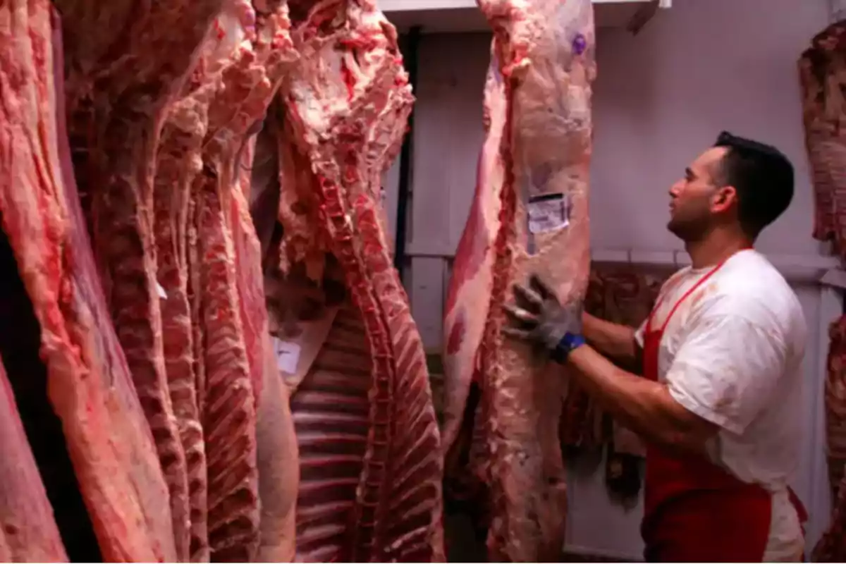 Trabajador de carnicería manipulando grandes piezas de carne colgadas en una cámara frigorífica Trabajador de carnicería manipulando grandes piezas de carne colgadas en una cámara frigorífica