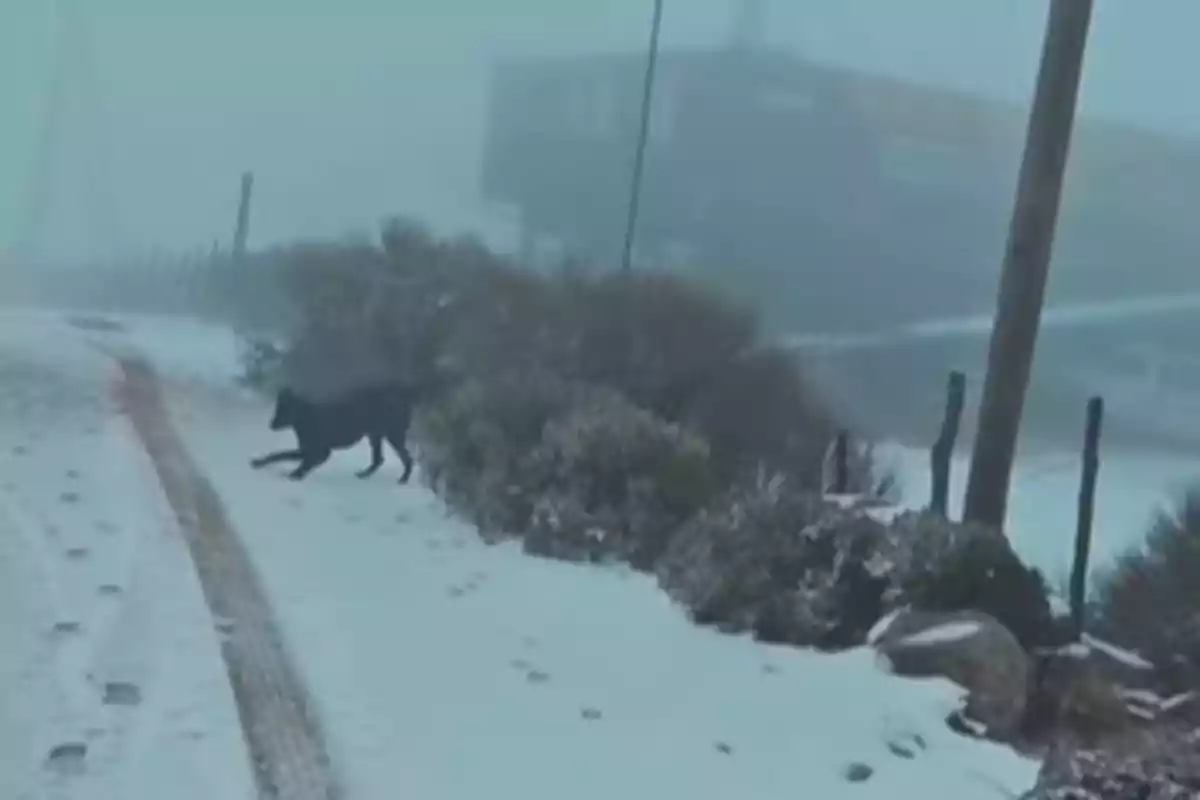 Un perro negro camina sobre un camino nevado en un día con mucha niebla Un perro negro camina sobre un camino nevado en un día con mucha niebla