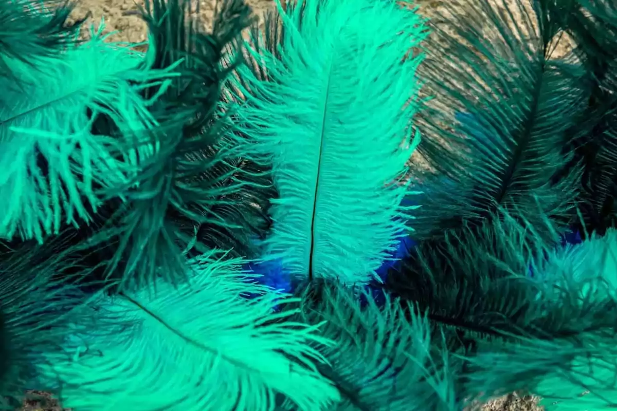 Plumas de color verde y azul acomodadas sobre una superficie beige Plumas de color verde y azul acomodadas sobre una superficie beige