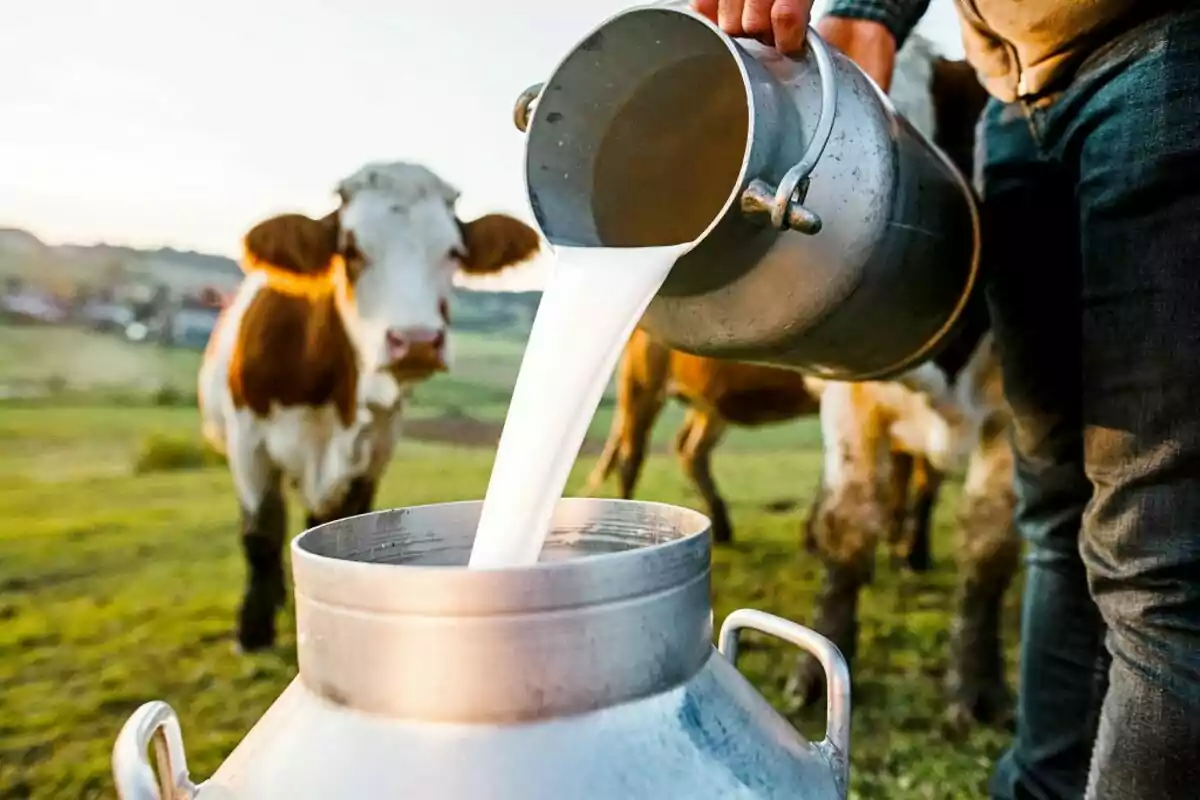 Person pouring fresh milk into a metal container in a field with cows in the background