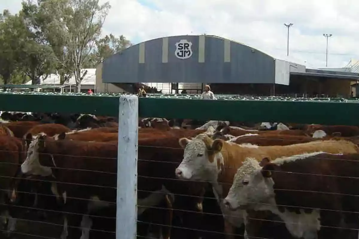 Group of cows gathered in a corral in front of a shed with the SRJM logo at the top of the building
