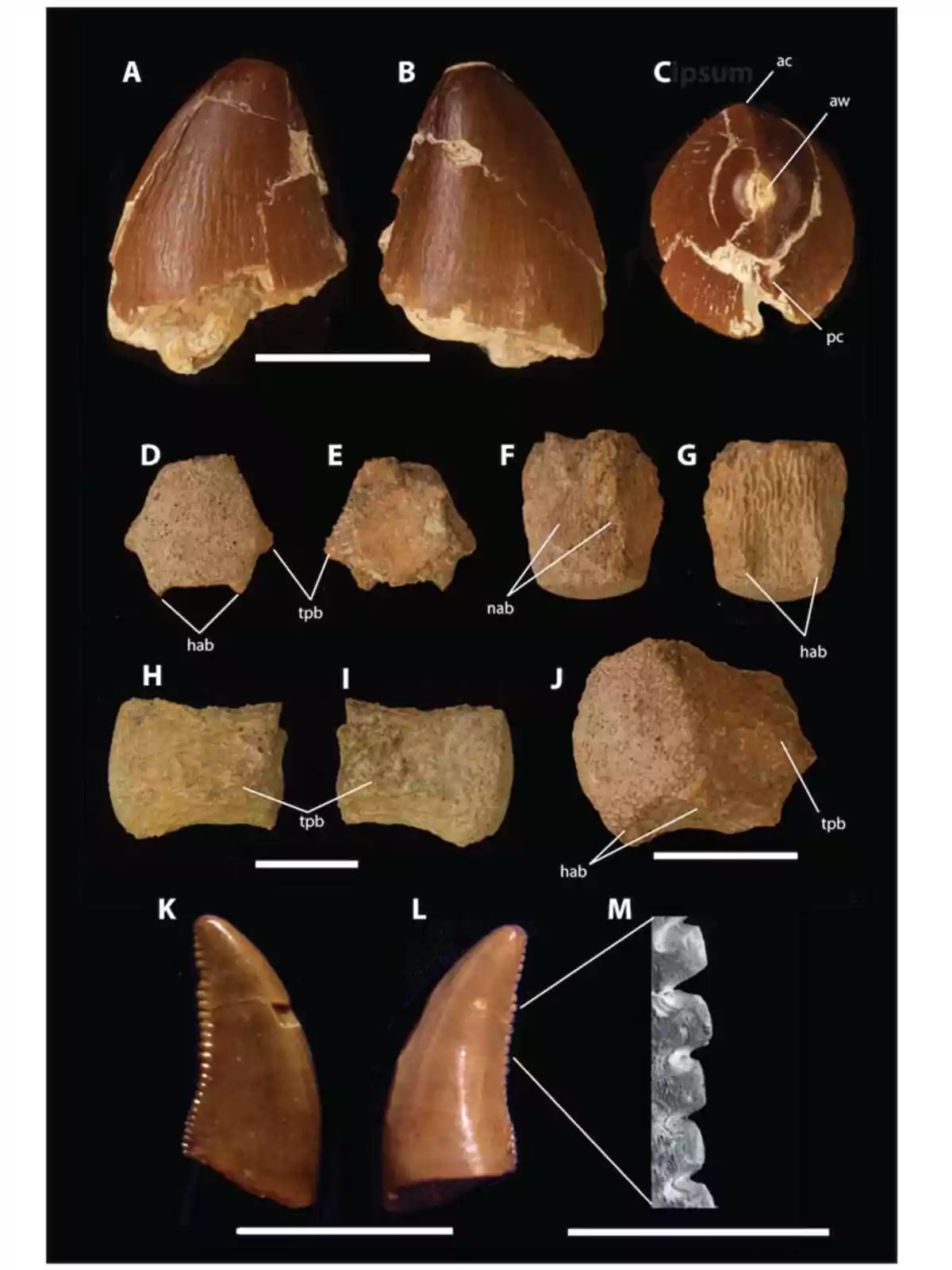 Varios dientes fósiles de dinosaurio vistos desde diferentes ángulos y con detalles ampliados sobre un fondo negro