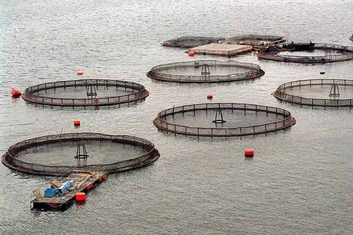 Jaulas circulares de acuicultura flotando en el mar con boyas naranjas alrededor Jaulas circulares de acuicultura flotando en el mar con boyas naranjas alrededor