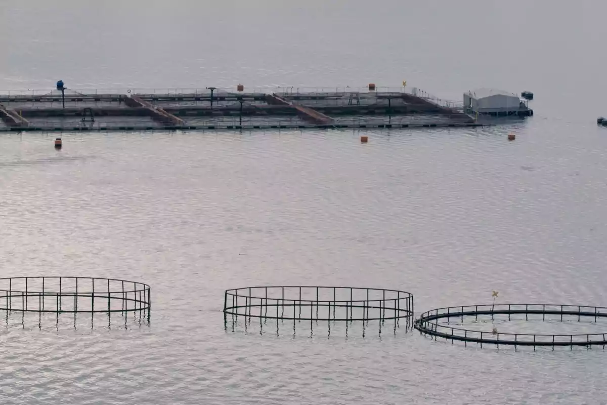 Jaulas circulares y estructuras rectangulares de una granja acuícola flotan sobre el agua en un ambiente tranquilo
