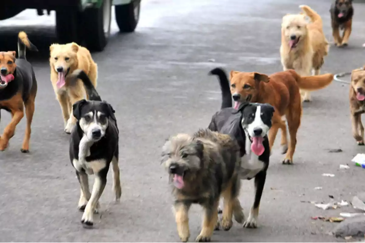 Grupo de perros callejeros caminando juntos por una calle asfaltada