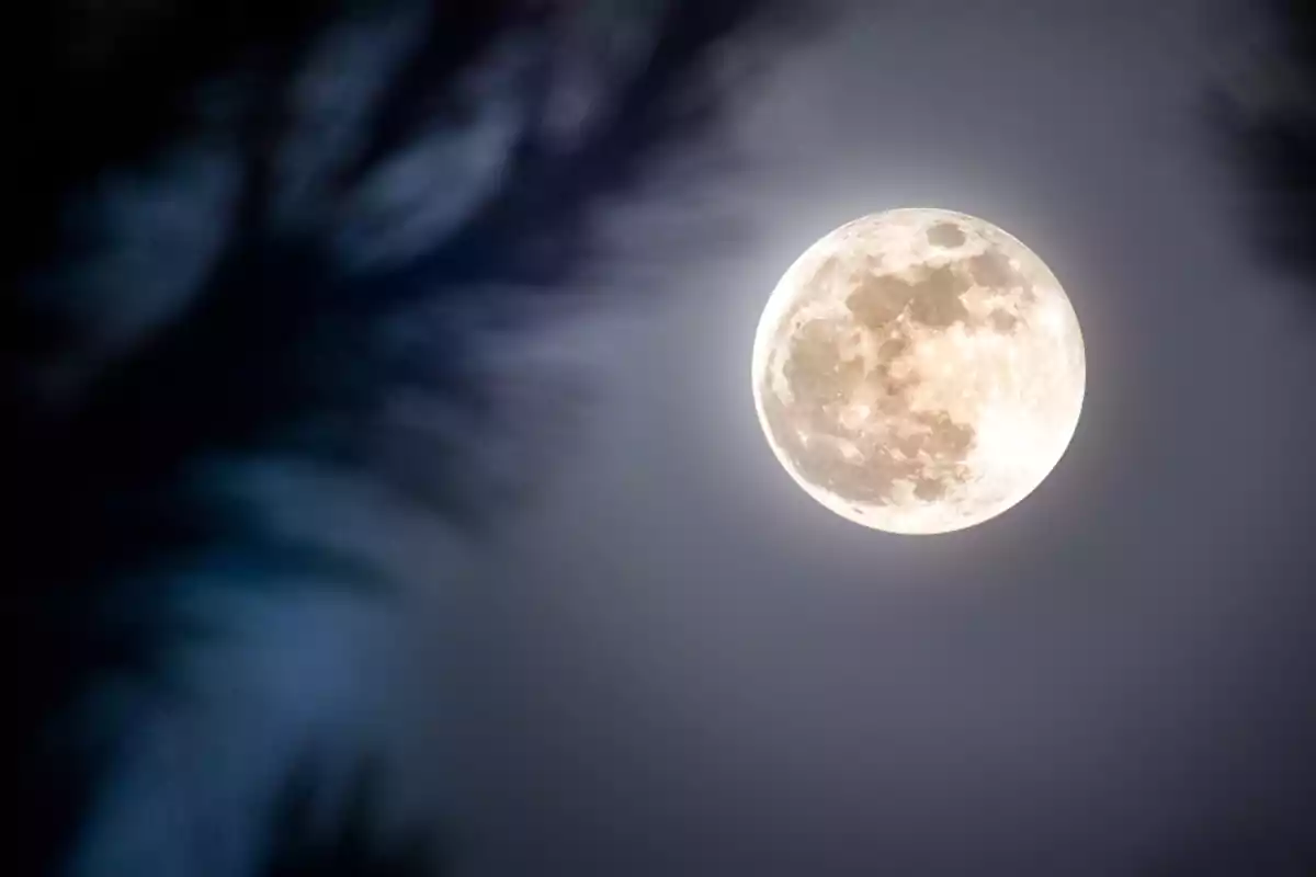 Luna llena brillante en el cielo nocturno con siluetas de ramas desenfocadas alrededor