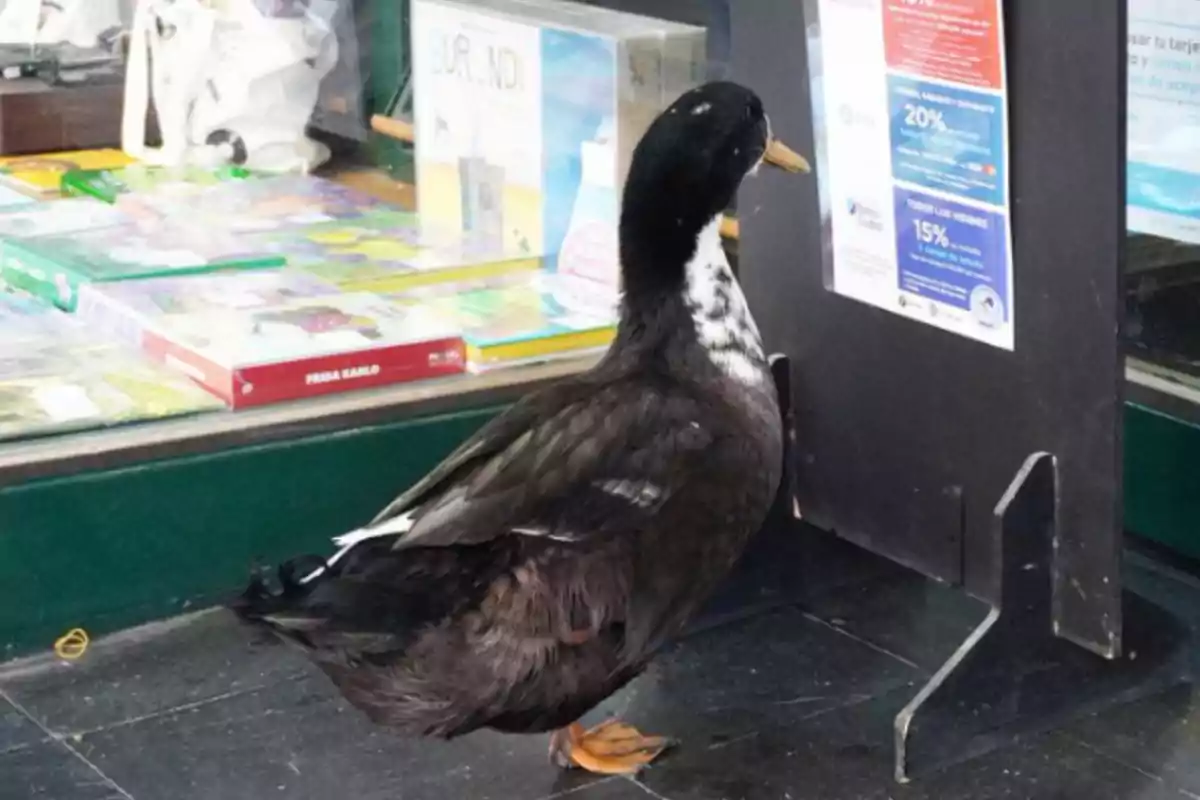 Un pato negro con manchas blancas está parado frente a la entrada de una tienda mirando hacia un letrero Un pato negro con manchas blancas está parado frente a la entrada de una tienda mirando hacia un letrero