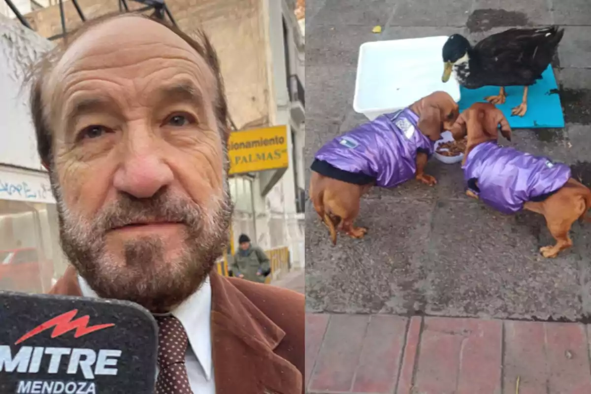 Un hombre con barba y saco marrón es entrevistado en la calle mientras dos perros con camperas violetas comen junto a un pato negro en la vereda. Un hombre con barba y saco marrón es entrevistado en la calle mientras dos perros con camperas violetas comen junto a un pato negro en la vereda.