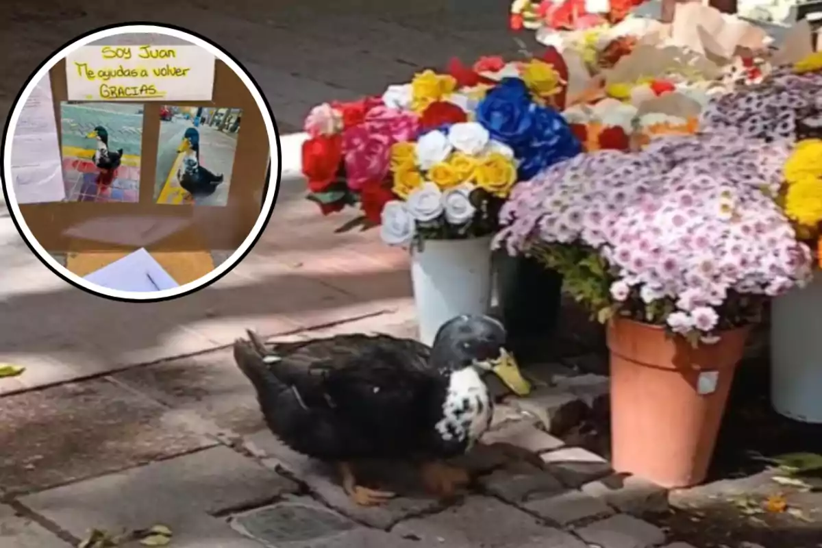 Un pato negro con blanco camina sobre la banqueta junto a varios ramos de flores en macetas, en la esquina se muestra un cartel con fotos del mismo pato y un mensaje pidiendo ayuda para que regrese a casa.