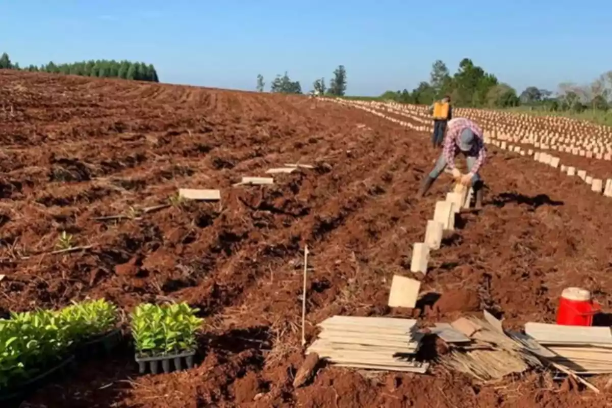 Personas trabajando en un campo agrícola colocando protectores de madera en hileras sobre la tierra preparada para la siembra Personas trabajando en un campo agrícola colocando protectores de madera en hileras sobre la tierra preparada para la siembra
