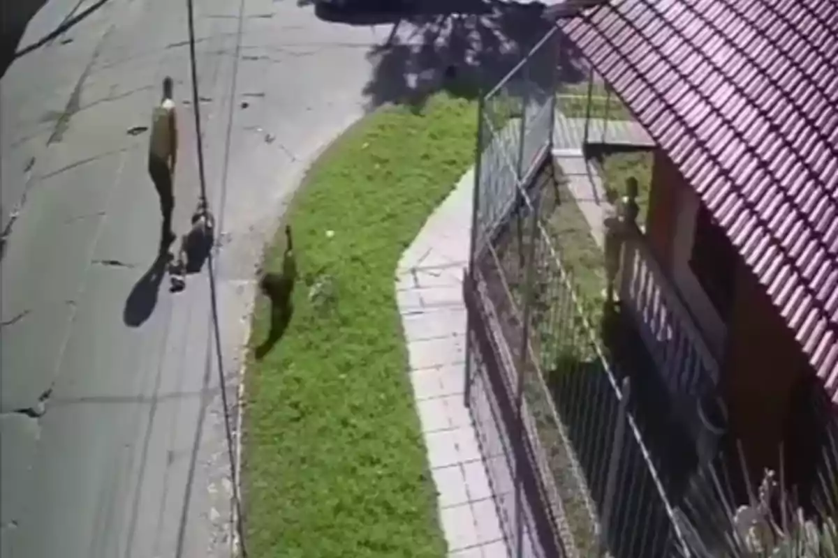 Person walking down the street with a dog while a cat walks on the grass next to a house with a red roof Person walking down the street with a dog while a cat walks on the grass next to a house with a red roof