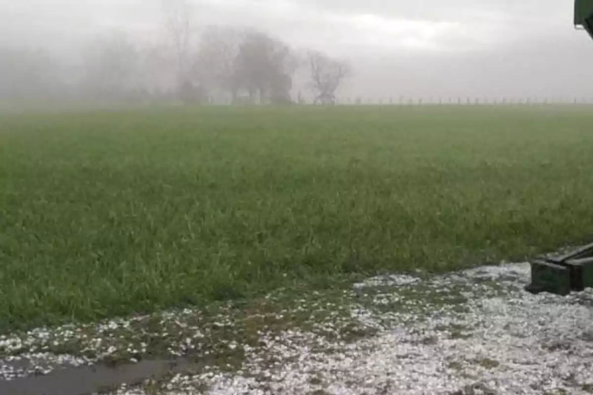 Field covered with green grass with a layer of hail on the ground and fog in the background