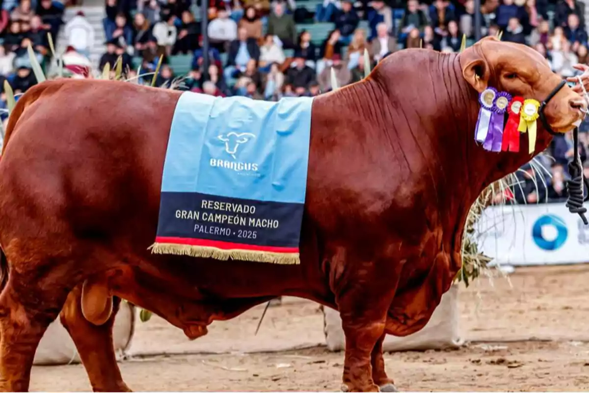 Toro de raza Brangus con varias cintas de premiación en la cabeza y una manta azul que indica su título de reservado gran campeón macho en una exposición ganadera, con público al fondo.