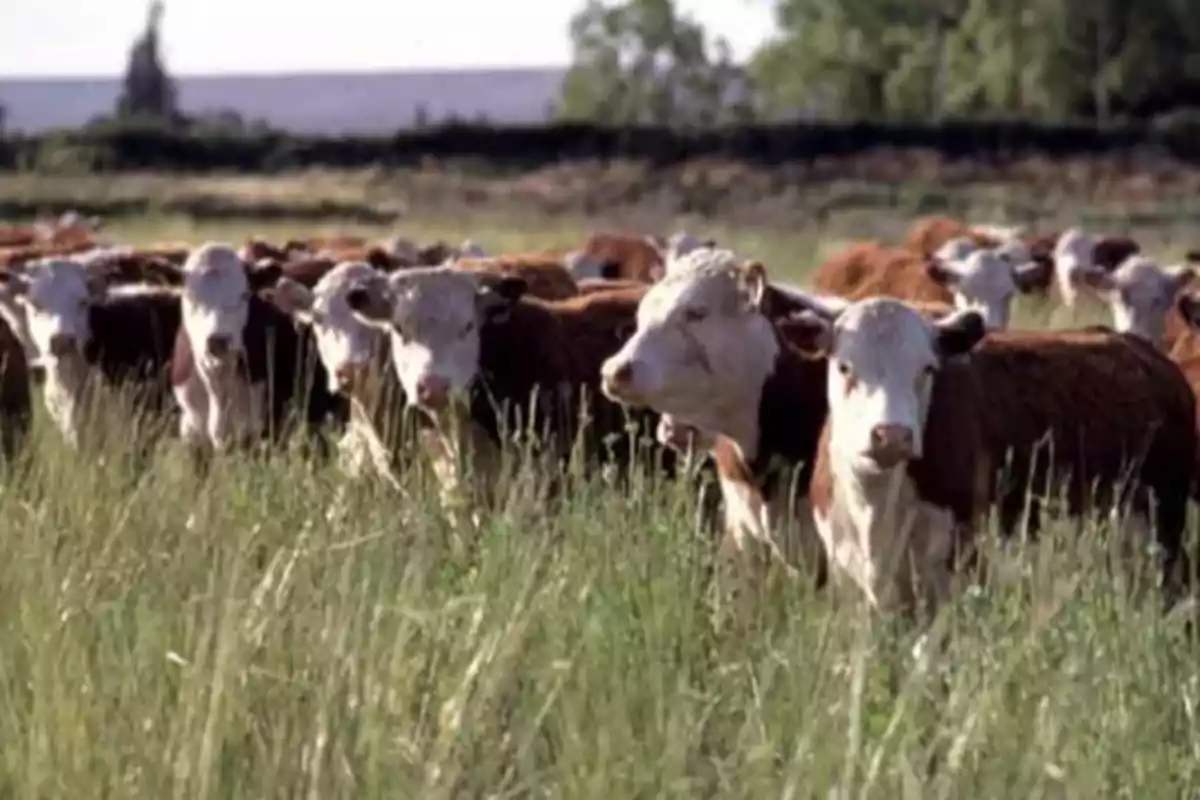 Varios bovinos pastando en un campo de pasto alto con árboles al fondo
