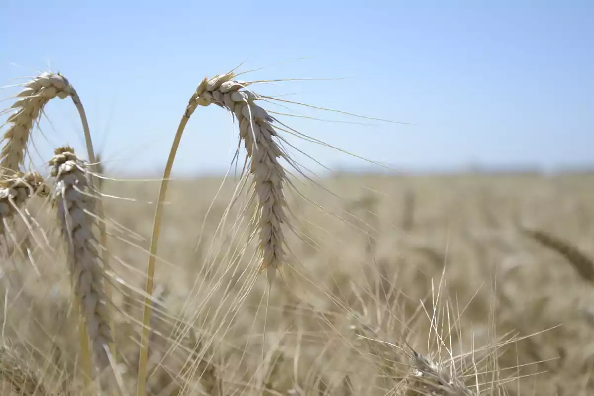 Espigas de trigo maduras en un campo bajo un cielo despejado