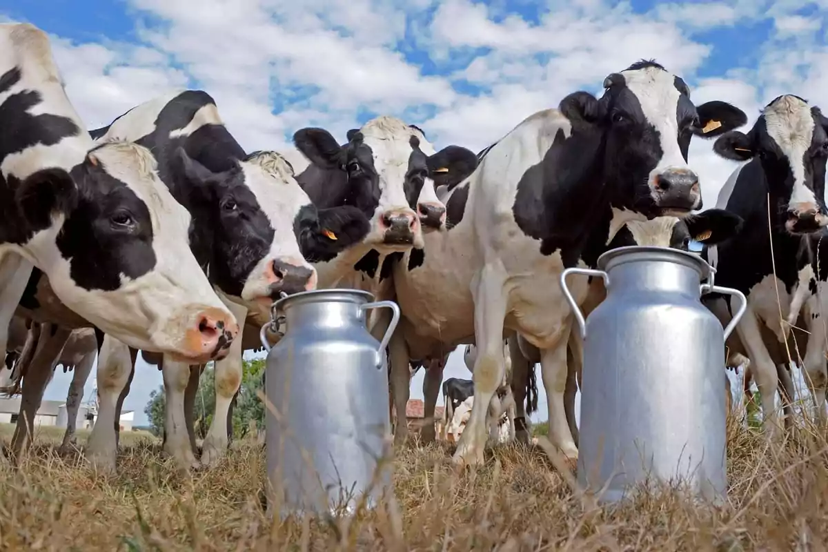 Dairy cows in a field watching two large jars of milk on the grass under a partly cloudy sky Dairy cows in a field watching two large jars of milk on the grass under a partly cloudy sky