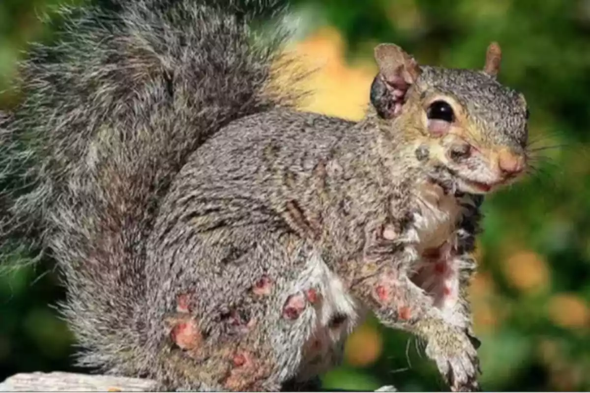 Ardilla con varias lesiones y protuberancias en la piel sobre un fondo natural desenfocado