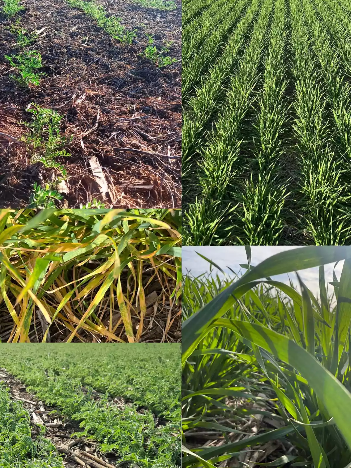 Collage de cinco imágenes mostrando diferentes etapas y condiciones de cultivos en un campo agrícola Collage de cinco imágenes mostrando diferentes etapas y condiciones de cultivos en un campo agrícola